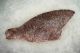 Grouper