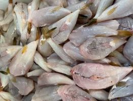 1 lb Blowfish Tails