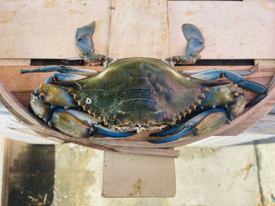 Fresh Jumbo Male Blue Crabs
