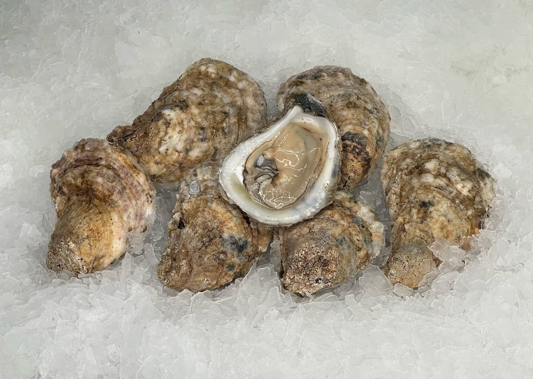 Everything You Need to Know About Oyster Season