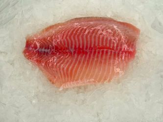 Tilapia