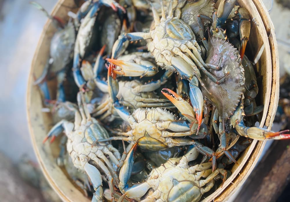 The Best Time to Buy Hard Crabs: A Guide for Blue Crab Fans