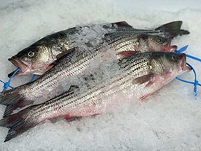 Fresh Fish