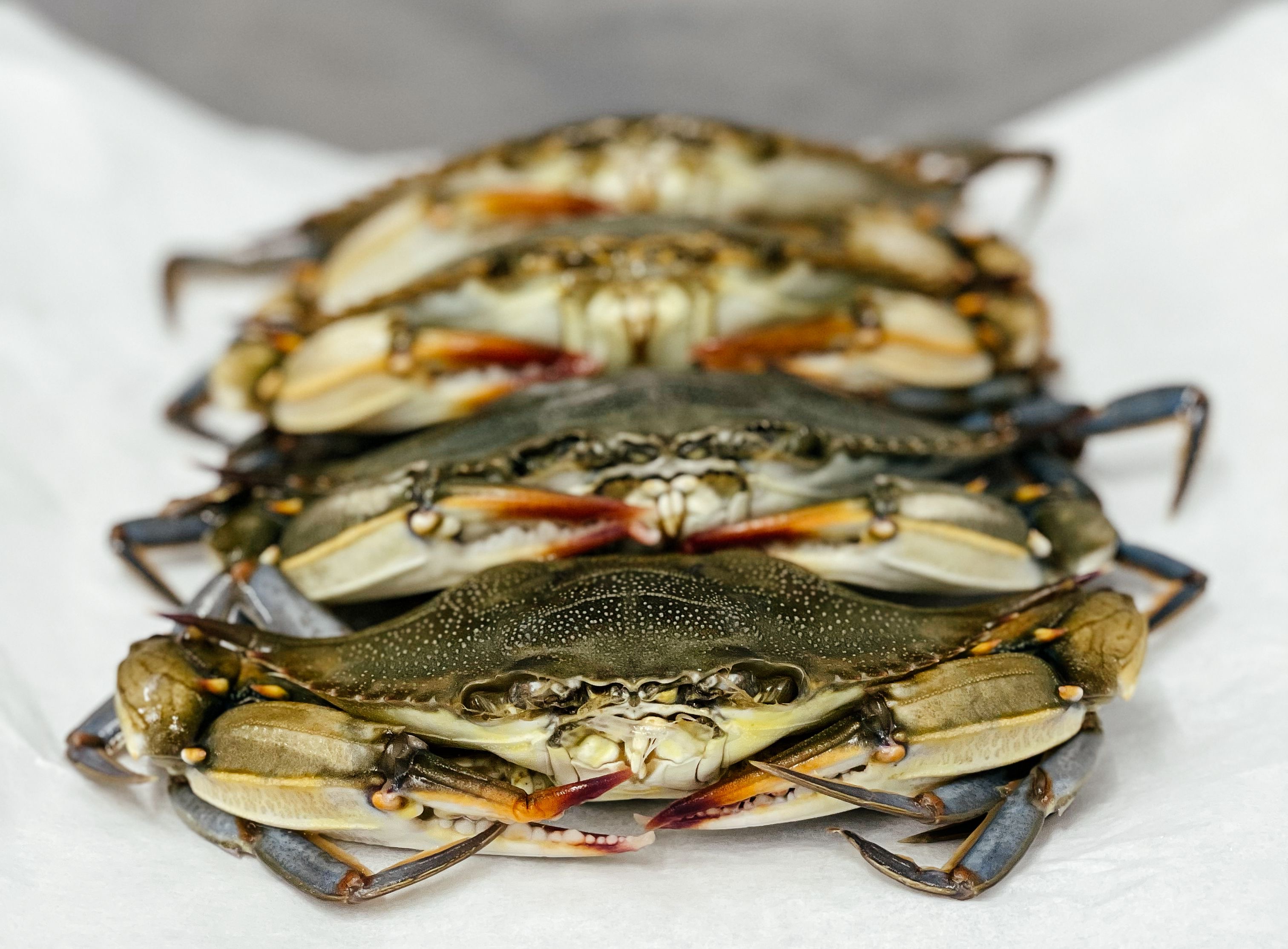 BEST East .Coast CRAB CATCHER 15X12 BLUE & Shell CRABS .* Free Shipping 