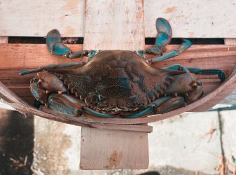 Large Male Live Hard Crabs