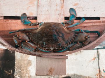 Large Male Live Hard Crabs