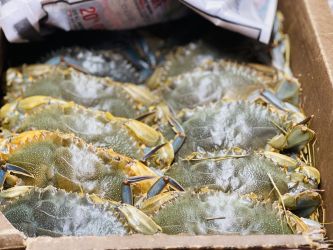 Live Soft Crabs - Whale