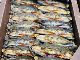 Live Soft Crabs - Jumbo