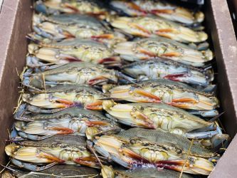 Live Soft Crabs - Jumbo