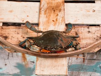 Standard Female Live Hard Crabs