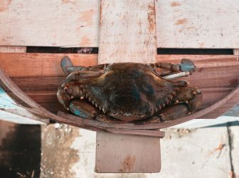Standard Male Live Hard Crabs