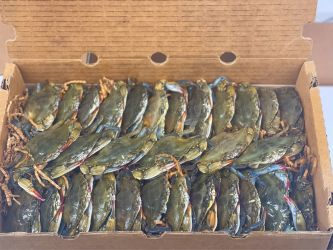 Live Soft Crabs - Hotels