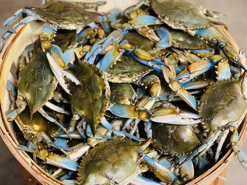 blue dress for baby girl Colossal Blue Crabs for Sale main image 0