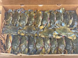 Live Soft Crabs - Primes