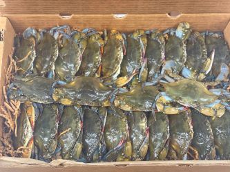 Live Soft Crabs - Primes