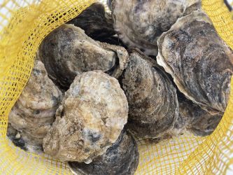 Fresh Oysters in the Shell - 100ct