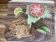 Frozen Soft Crabs - Jumbos